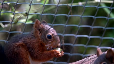 Primer-Plano-De-Pequeñas-Ardillas-Hambrientas-Comiendo-Bocadillos-Al-Aire-Libre-En-La-Naturaleza-Durante-La-Luz-Del-Sol