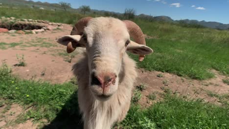 sheep trying to approach the camera