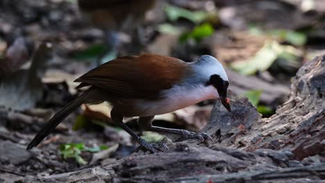 Seen-on-a-rotting-log-feeding-for-grubs,-fruits,-and-insects,-White-crested-Laughingthrush-Garrulax-leucolophus,-Thailand