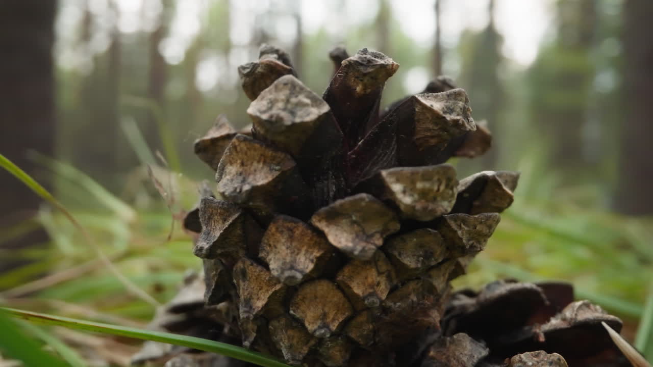 Una pigna giace a terra tra l'erba verde, vicino agli alberi della foresta.
