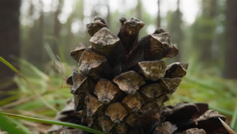 pine cone lies on ground among green grass near forest trees