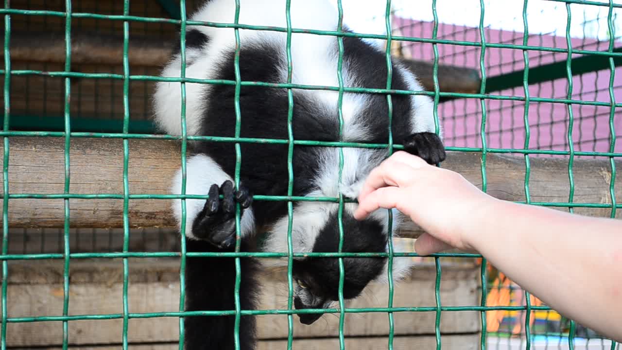 クロシロエリマキキツネザル。足を持つ。