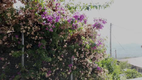 Wunderschöne-Bougainvillea-über-Einem-Zaun-Drapiert-Im-Sommer-Auf-Einer-Griechischen-Insel