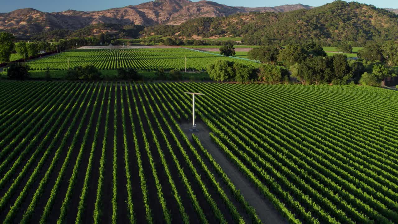 retirada aérea de un amplio viñedo verde exuberante en el valle de napa