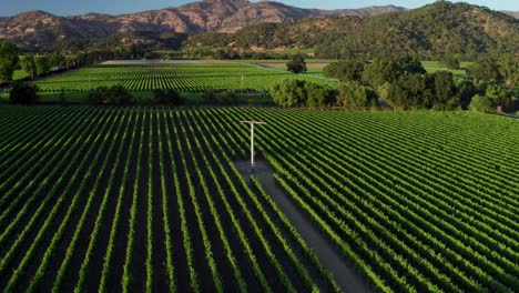 aerial pull back of a wide lushes green vineyard in the napa valley