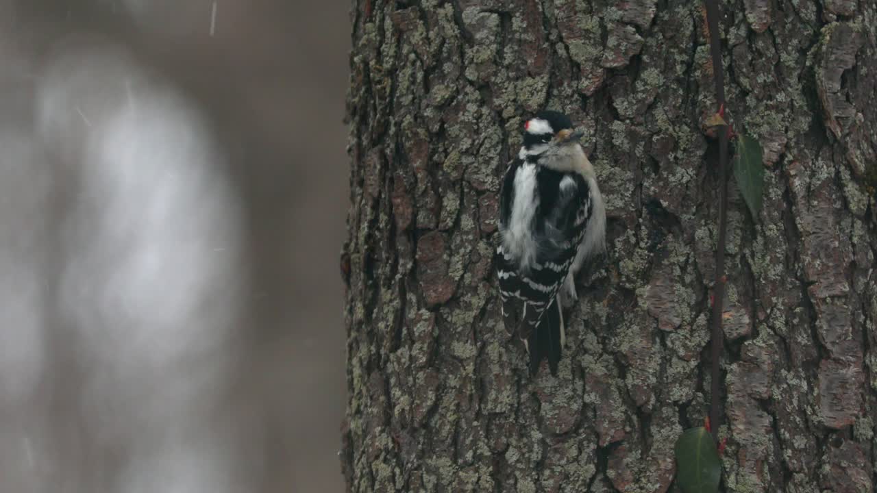 pájaro carpintero velloso en un día nevado