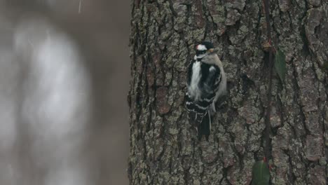 Downy-Woodpecker-On-A-Snowy-Day