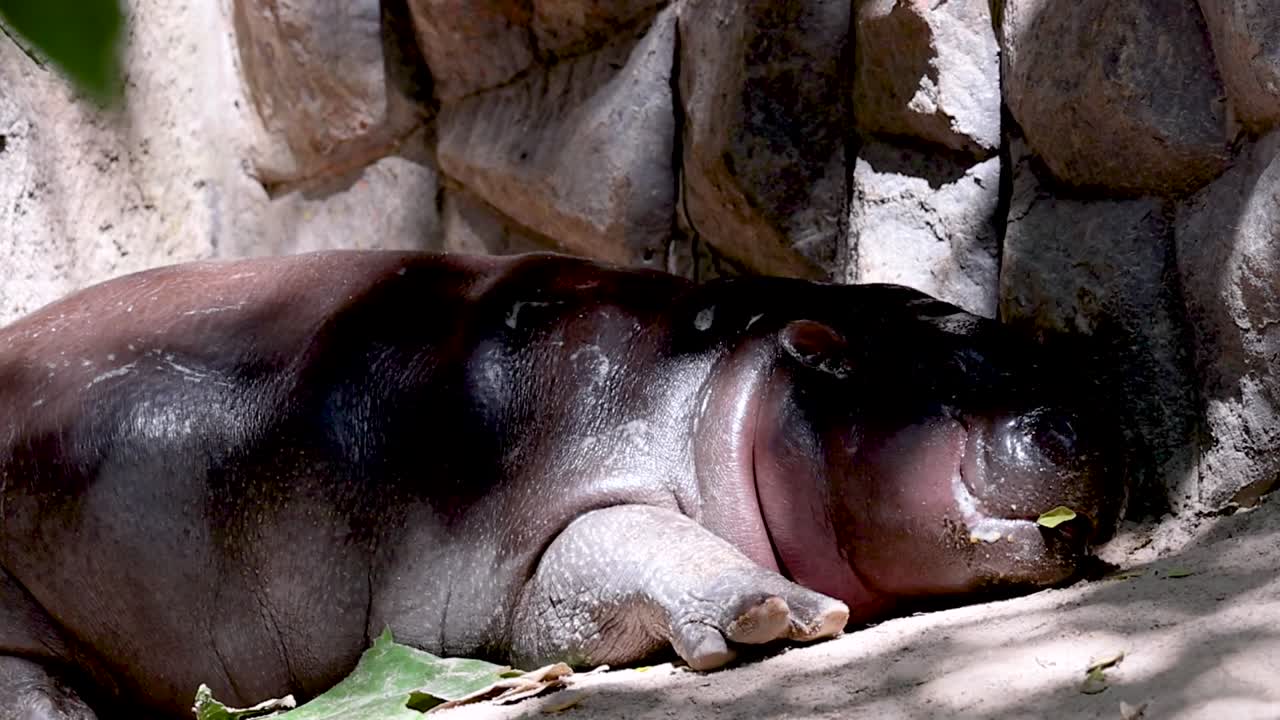 A hippo rests peacefully against a stone wall, enjoying the cool shade.