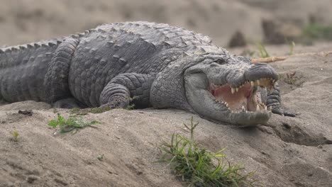 algunos cocodrilos muggar tirados en la orilla de un río en el parque nacional de chitwan