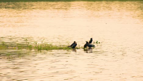 a flock of cormorants resting in the middle of a flowing river in the evening time, while sun life is reflected in the river