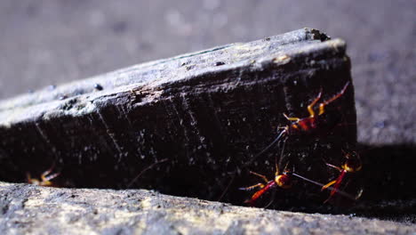 Family-of-cockroaches-and-other-small-insects-moving-on-the-ground