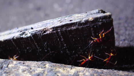 familia de cucarachas y otros pequeños insectos que se mueven en el suelo
