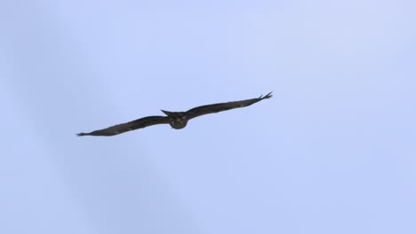 Adler-Fliegt-Im-Himmel,-Nahaufnahme