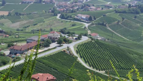 aerial view of winding road through vineyards