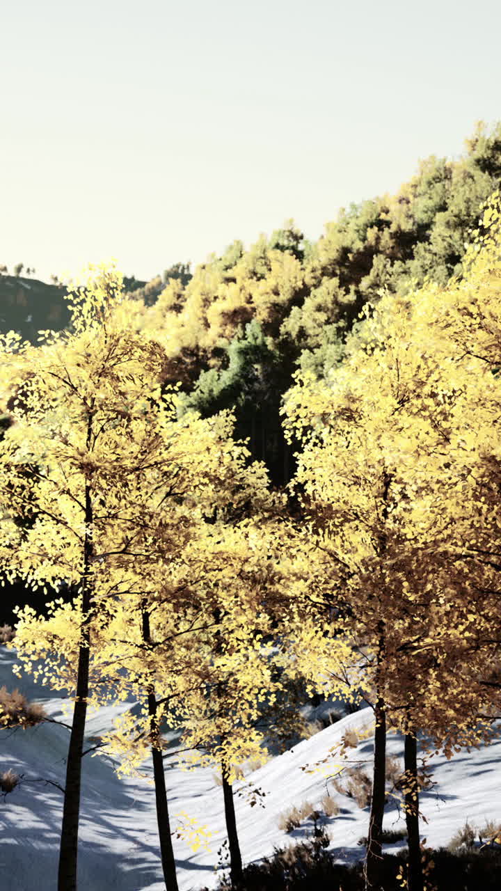 숲 속 의 가을 나무 들