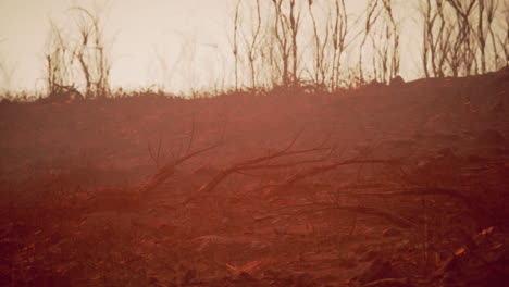 burnt landscape after fire