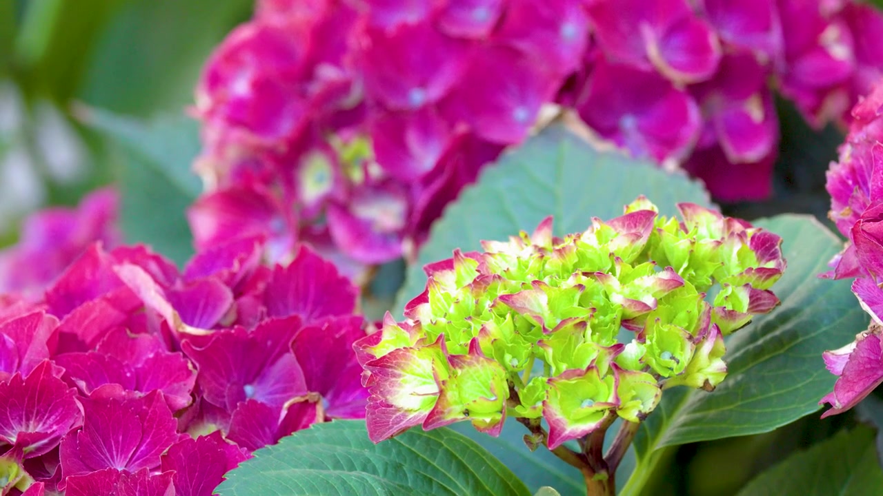 Close-up shot of blooming magenta hydrangea flowers with green leaves under soft natural daylight.