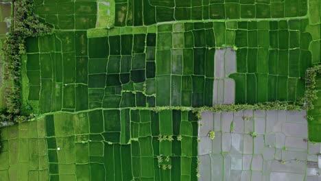 vibrant green and flooded rice paddy fields and village, top-down aerial