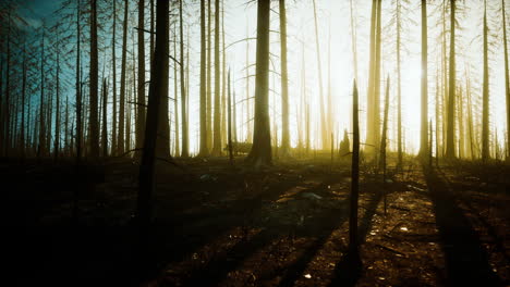 bosque quemado al atardecer