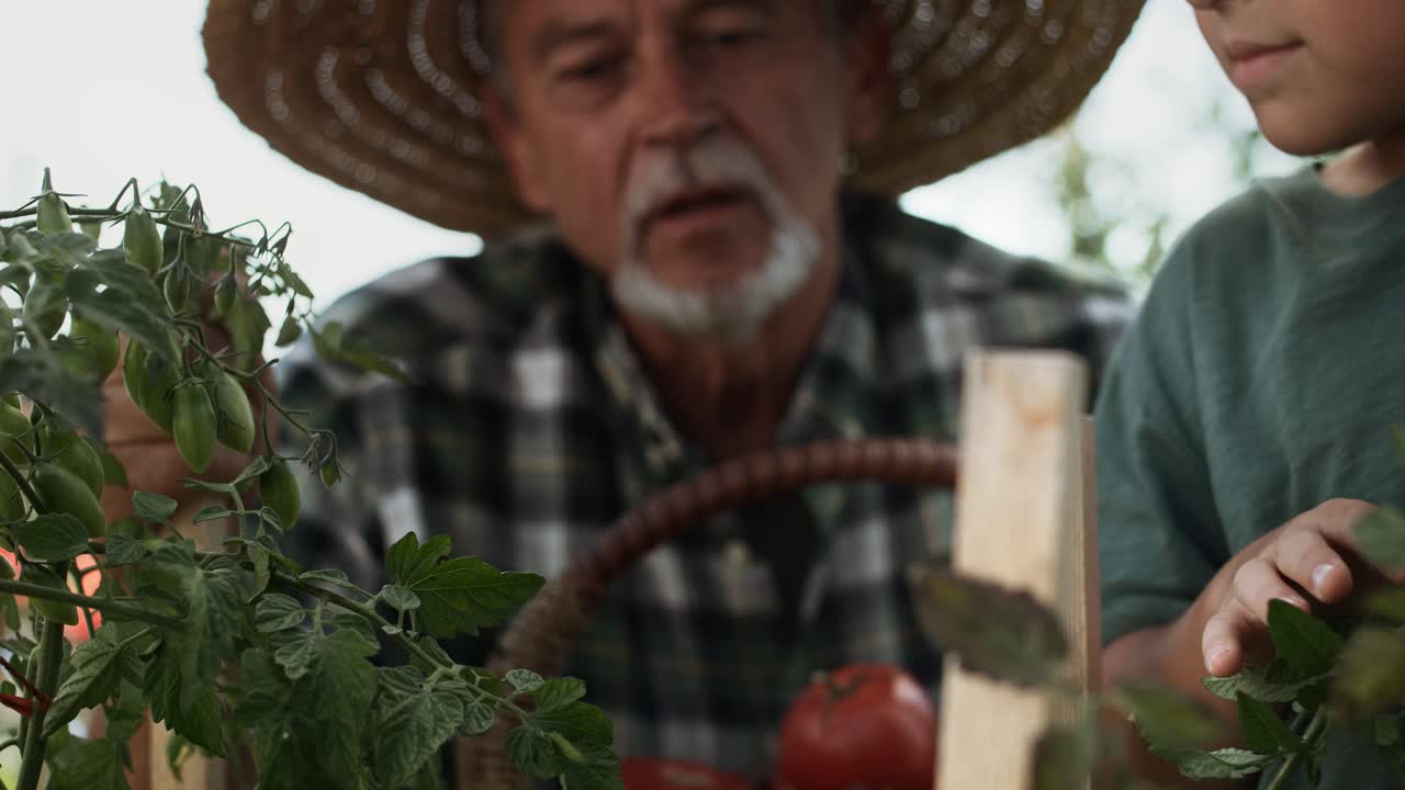 video de un niño recogiendo tomates junto con su abuelo
