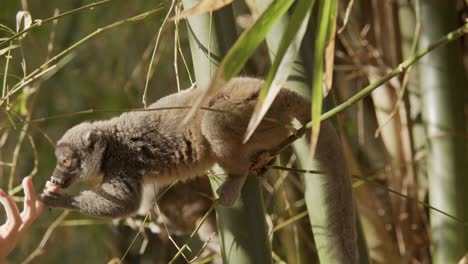 Lemur-Brauner-Maki,-Der-Ein-Stück-Banane-Aus-Der-Menschlichen-Hand-Nimmt-Und-Die-Belohnung-Anbietet