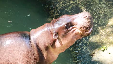 pygmy hippo enjoying water at chonburi zoo