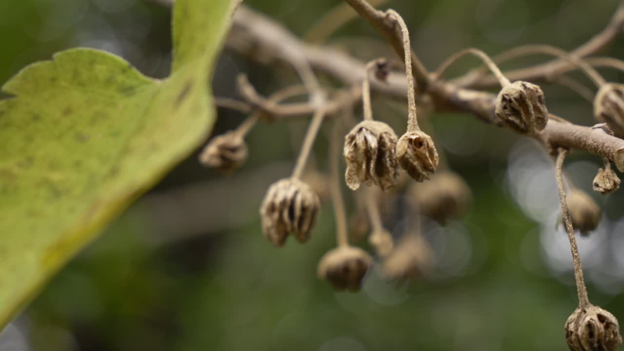 Dried Seed Pods Of A Plant In Bokeh Backdrop. Selective Focus Shot