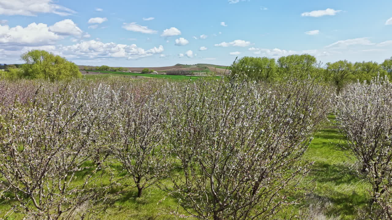 Alberi da frutto in fiore in un campo sotto un cielo azzurro e sereno con nuvole soffici sullo sfondo durante la primavera.