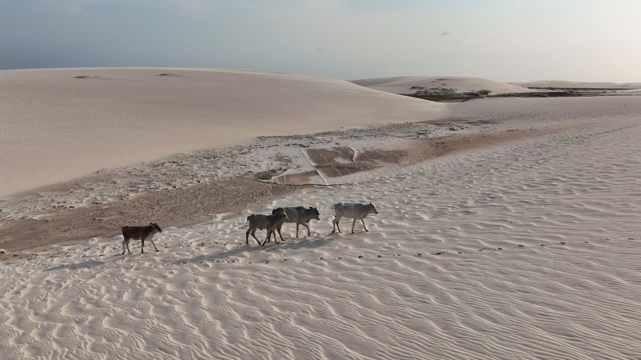 Lencois Maranhenses dunes with cattle walking, showcasing remote landscapes
