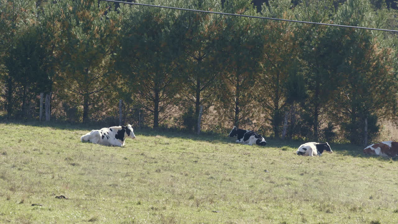 목초지 에 누워 있는 소 들
