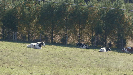 Cows-lying-down-in-pasture