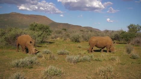 Rhinos-eating-in-African-savannah