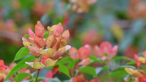 zoom out shot of attractive shrub of chinese hat plant, holmskioldia sanguinea with beautiful bokeh background