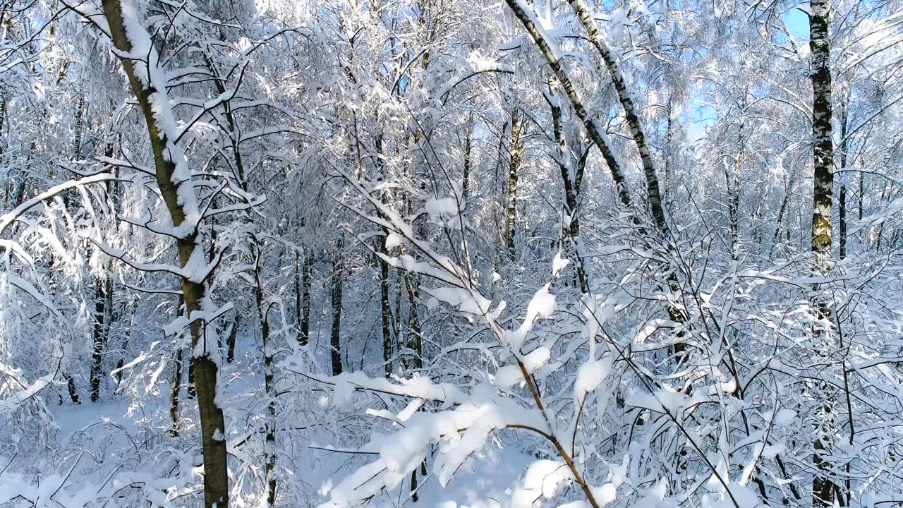 숲에 눈 덮인 가지입니다. 겨울 요정 배경