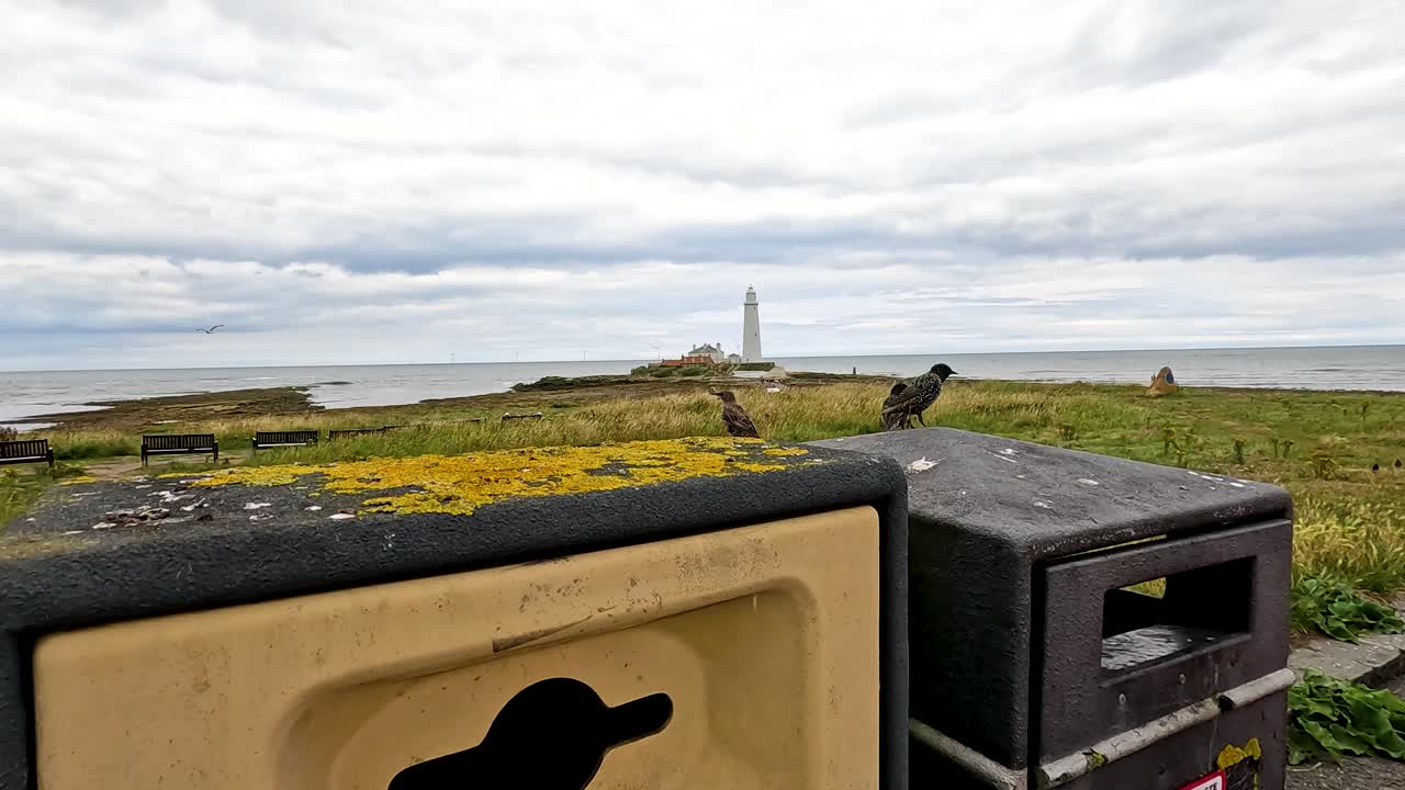A crow lands on a weathered trash bin along a rocky coastal shoreline, with a distant lighthouse visible under cloudy daylight. Slow camera push-in movement