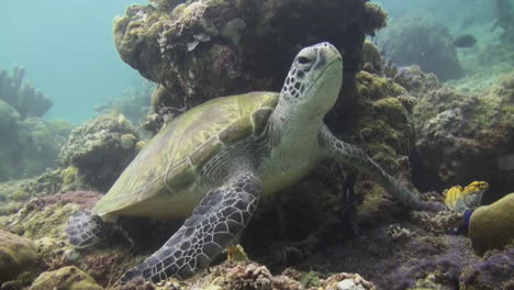 tortuga falcón descansando bajo un pequeño bloque de coral