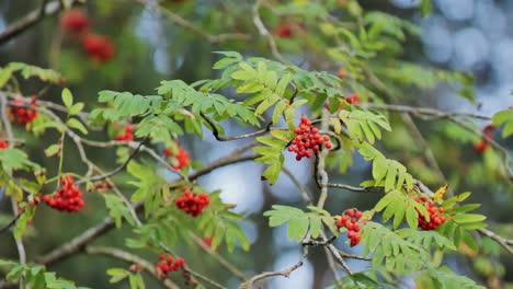 rowan tree with red berries in autumn