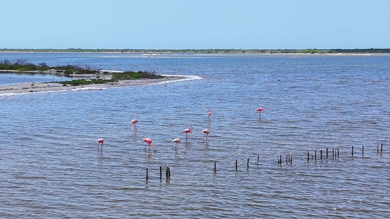 Flamingos feeding in shallow coastal waters of Ría Lagartos Reserve, Yucatán, Mexico