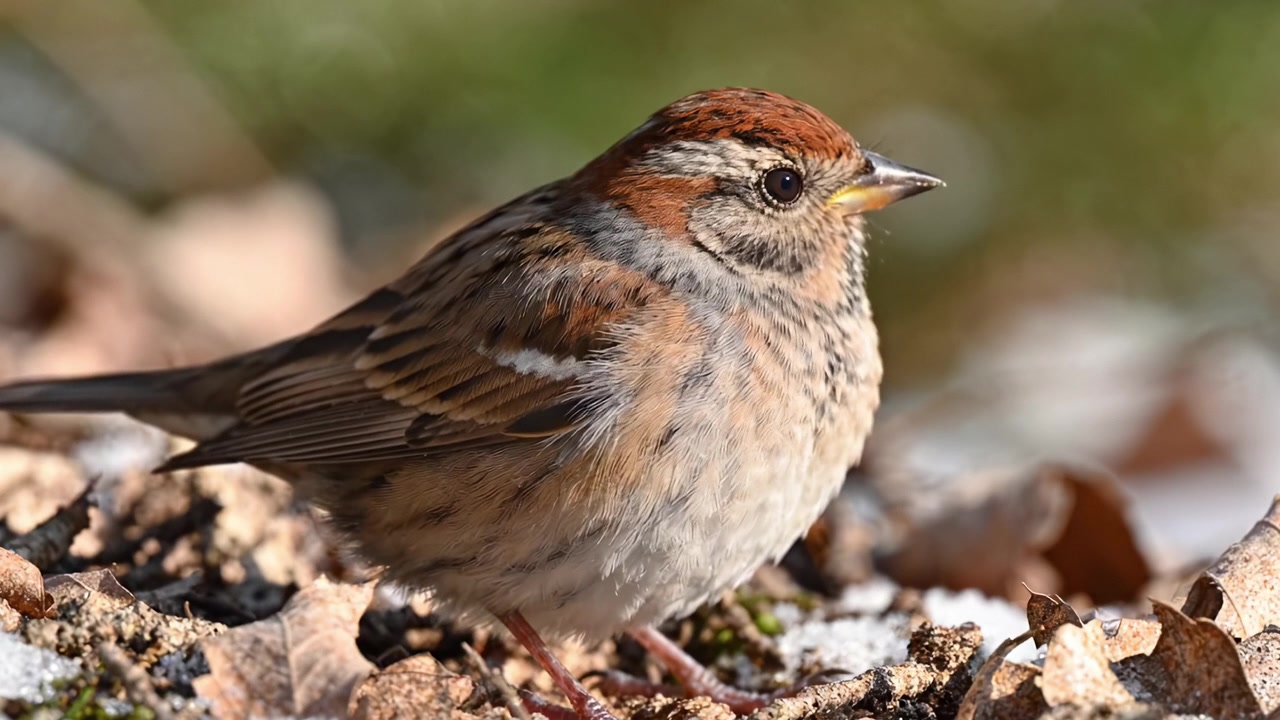 Et nærbillede af en charmerende spurv, der fouragerer på jorden blandt naturens nedfaldne blade og det bløde skær af naturligt lys.
