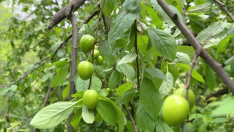 Reife-Grüne-Pflaumen-Vom-Baum-Pflücken,-ökologischer-Landbau-Im-Frühling,-Frische,-Köstliche-Früchte-Des-Sommers,-Bergwald,-Wilder-Garten-In-Der-Erntezeit,-Gut-Zum-Nachtisch,-Marmelade,-Süße-Mischung-Aus-Keksen,-Kuchen