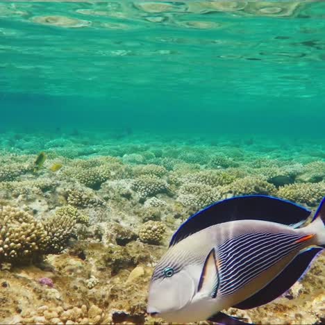 Peces-Exóticos-En-La-Zona-De-Surf-4