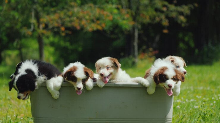 eine gruppe kleiner welpen springt aus dem korb