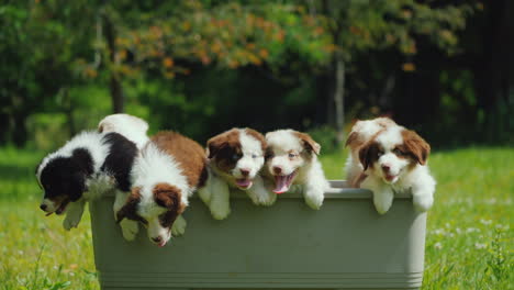 A-Group-Of-Little-Puppies-Jump-Out-Of-The-Basket