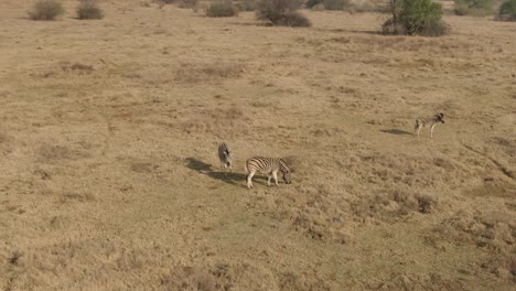 paralaje aéreo de aviones no tripulados sobre la manada de cebras en la naturaleza