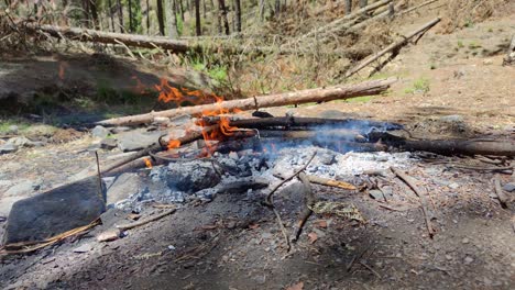 bright flame of burning bonfire on background of pine forest.