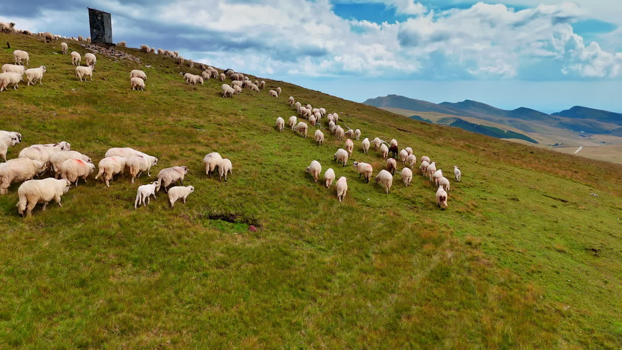 Allontanamento da un grande gregge di pecore bianche che camminano lungo il pendio della montagna. Splendide nuvole soffici nel cielo blu sullo sfondo