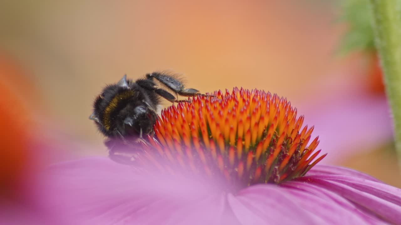 macro extremo en primer plano de un abejorro en una flor de cono naranja comiendo néctar