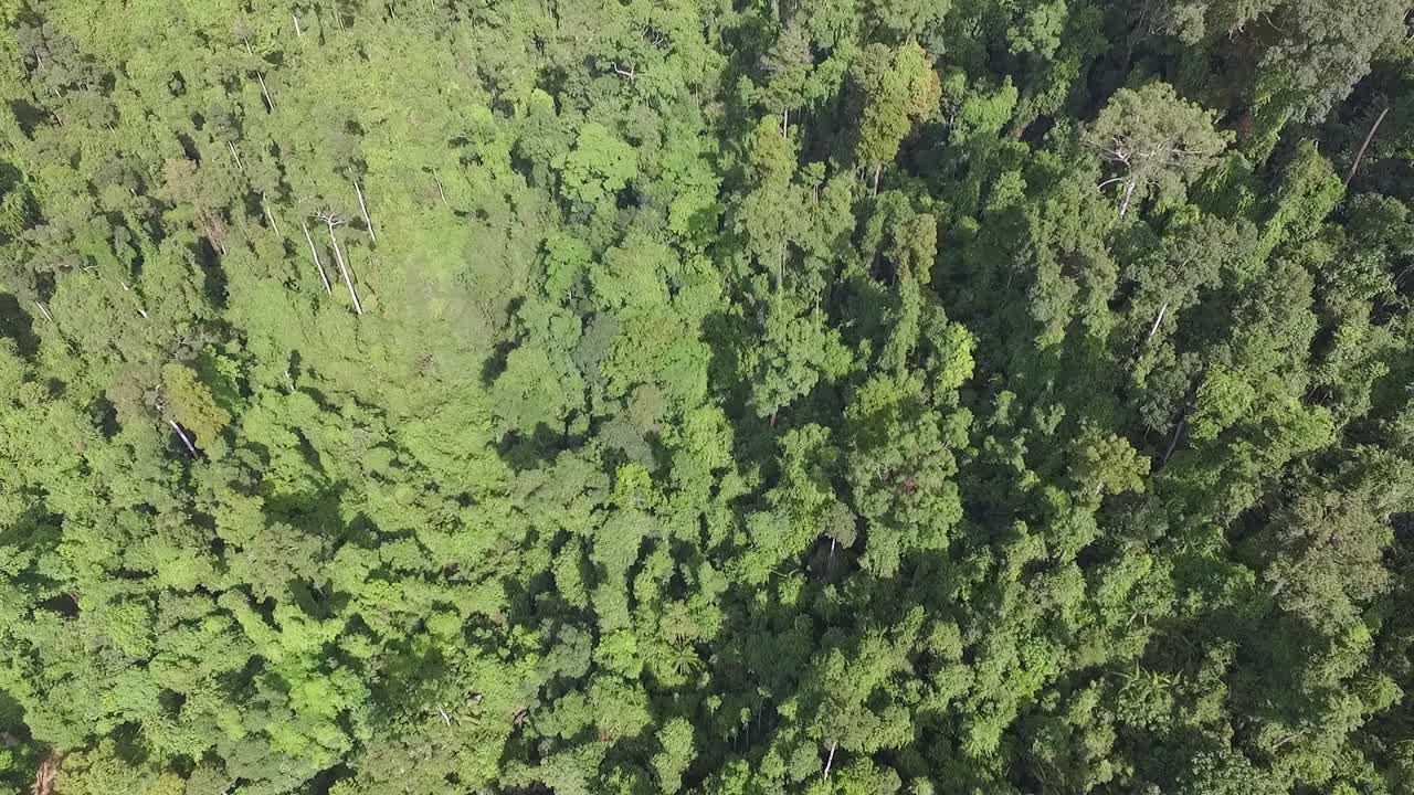 koh chang tailandia exuberante selva tropical palmera ojo de pájaro vista aérea dolly right