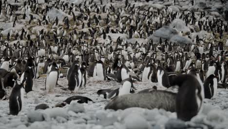 hundreds or thousands of penguins in big colony with many animals socializing and playing