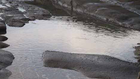 Gezeitenbecken-Voller-Winziger-Lebewesen,-Die-Wellen-Auf-Der-Wasseroberfläche-Erzeugen